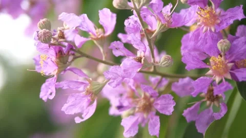 Flower Stock Footage 166821167