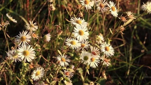 Flower Stock Footage 166892791