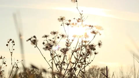 Flower Stock Footage 166892793