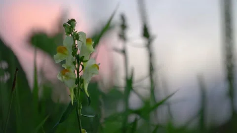 Flower Stock Footage 167824077