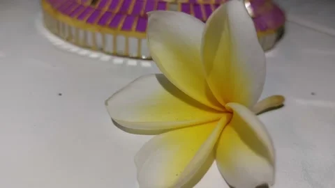 Flower 스톡 동영상 196223312