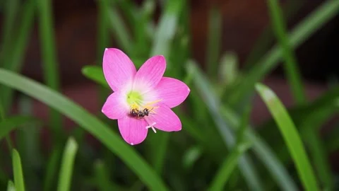 Flower Stock-Footage 198297574