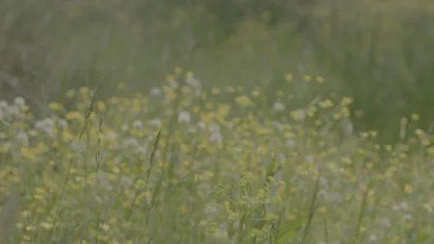 FLOWER Stock Footage 199326722