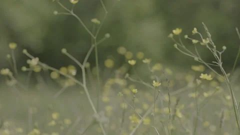 FLOWER Stock Footage 199332398