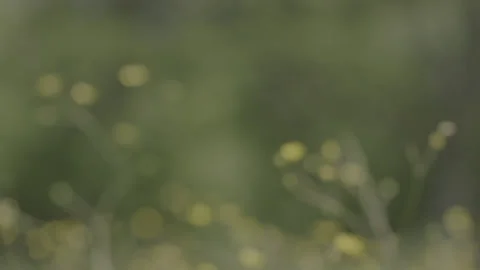 FLOWER Stock Footage 199332685