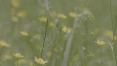 FLOWER Stock Footage 199333544