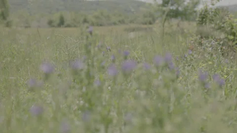 FLOWER Stock Footage 199338544