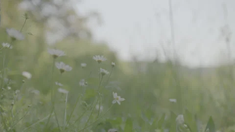 FLOWER Stock Footage 199339348