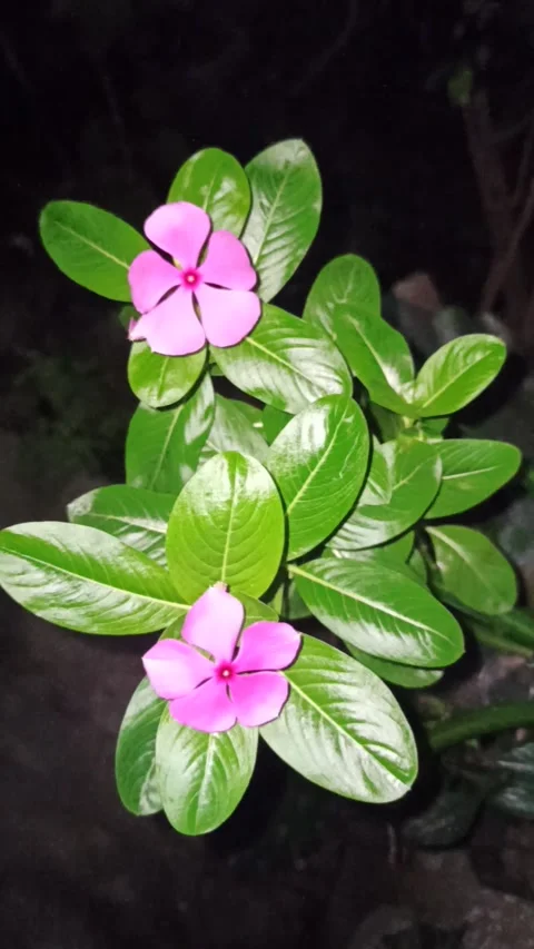 Flower 動画素材 202322146