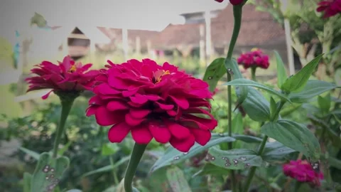 Flower Stock Footage 203936945