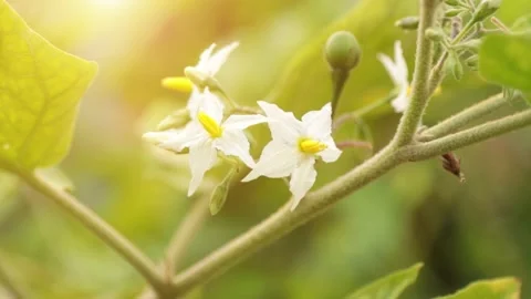 Flower Stock Footage 204889199