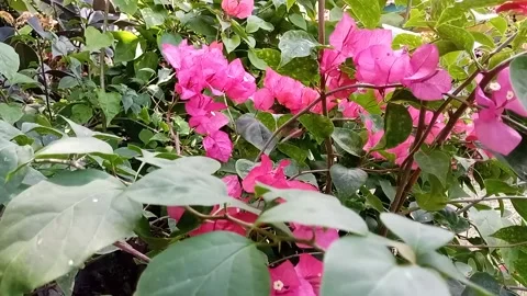 Flower Stock Footage 204893332