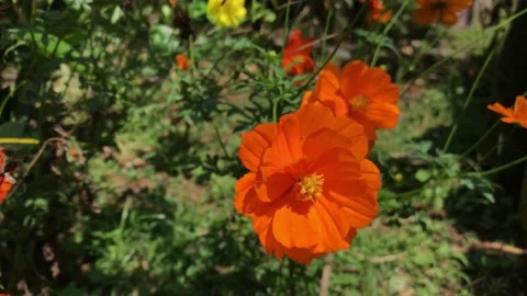 Flower Stock Footage 205016953