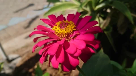 Flower Video stock 205017167