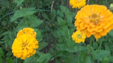 Flower Stock Footage 205493867