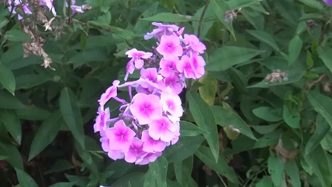 Flower Stock Footage 205493869