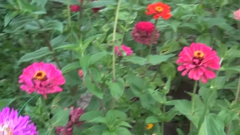 Flower Stock Footage 205493881