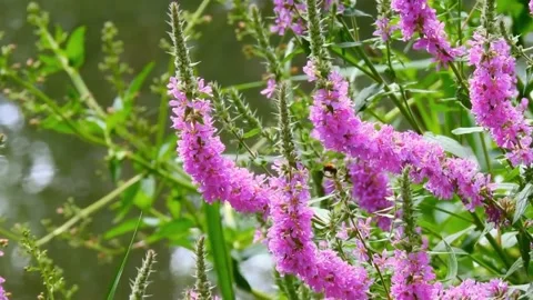 Flower Video stock 205837578