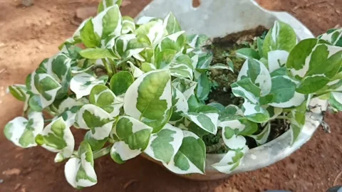 Flower Stock Footage 213774574