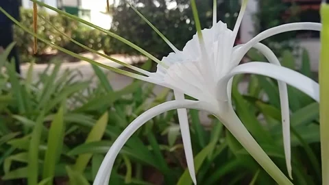 Flower Видео 219020425