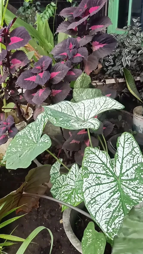 Flower Stock Footage 219601168