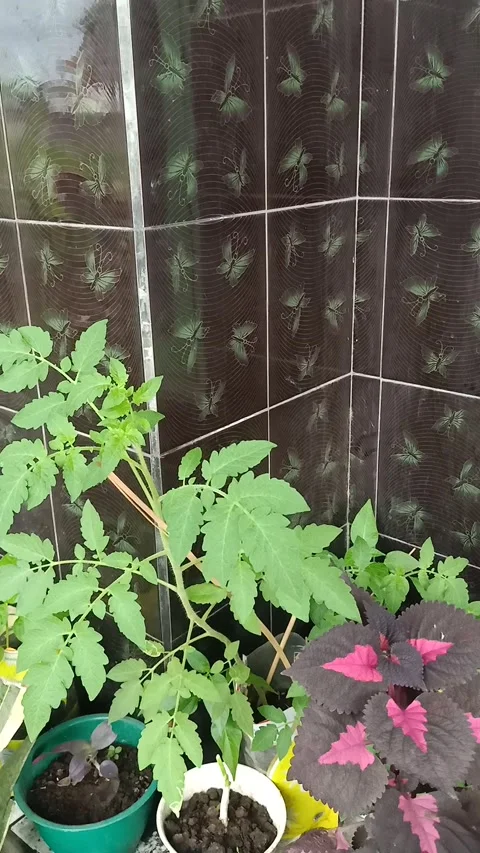 Flower Stock Footage 219601415