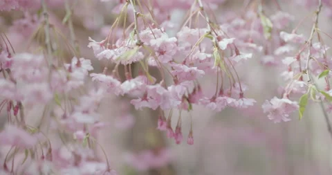 Flower Video stock 219807054