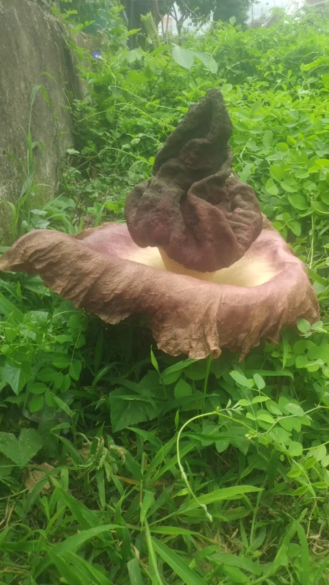 Flower Stock-Footage 219922022