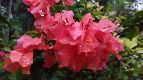 Flower Stock Footage 219998269