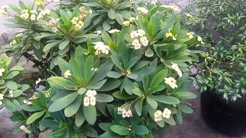 Flower Stock-Footage 220127258