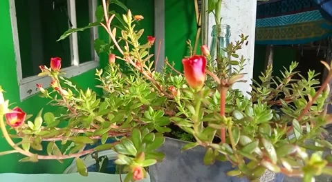 Flower Stock Footage 221263079