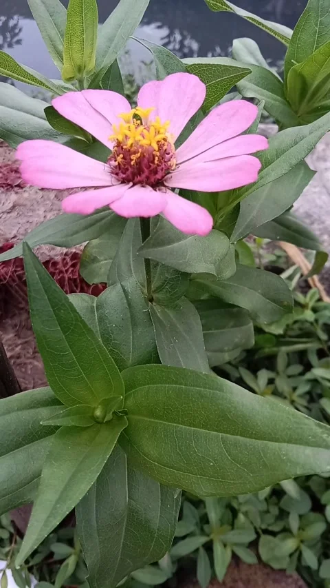 Flower Video stock 221297727