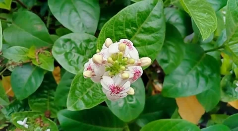 Flower Video stock 221407258