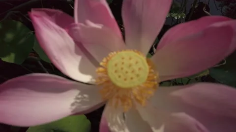 Flower Stock-Footage 221464896