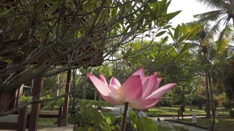 Flower Stock-Footage 221465271