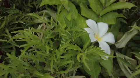 Flower Stock-Footage 222537114