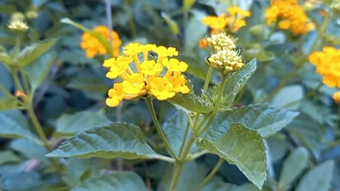 Flower Stock Footage 224745385