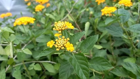 Flower Stock Footage 224745453