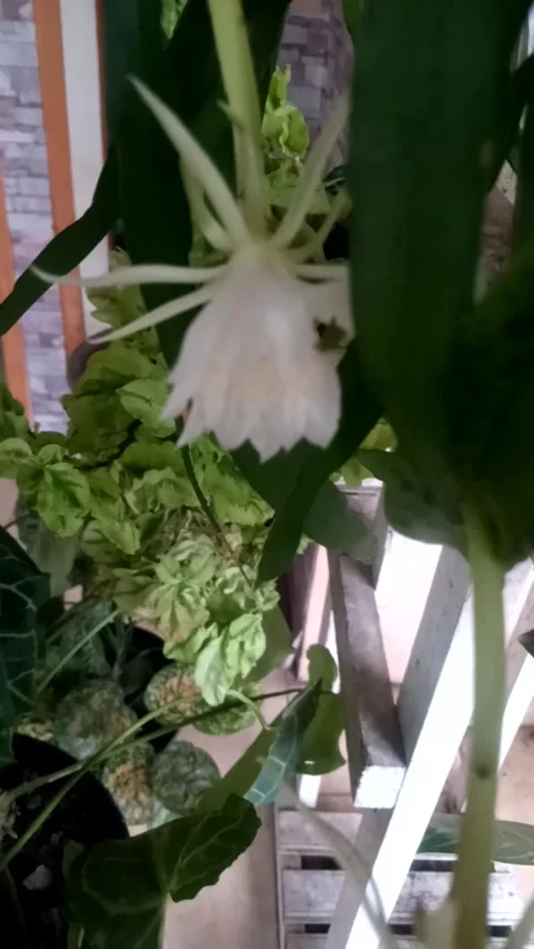 Flower Stock Footage 229092388