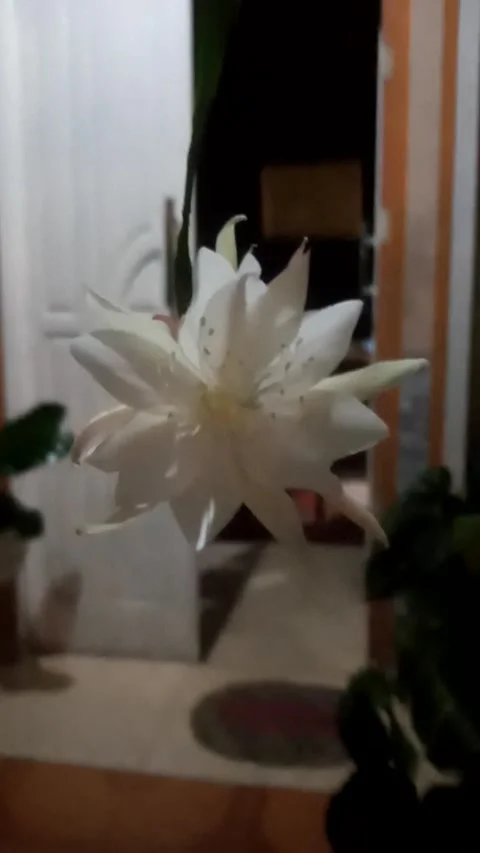 Flower Stock Footage 229156448