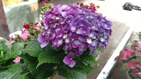 Flower Stock Footage 230035503