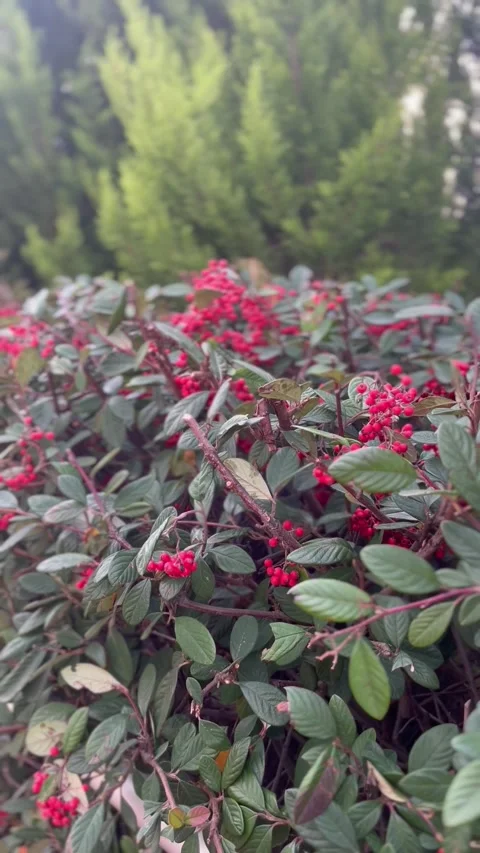 Flower Stock Footage 232251876