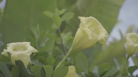 Flower Stock Footage 233339006