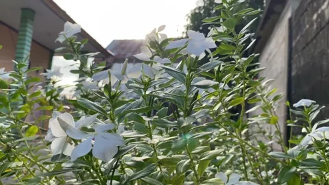 Flower Stock Footage 234032008