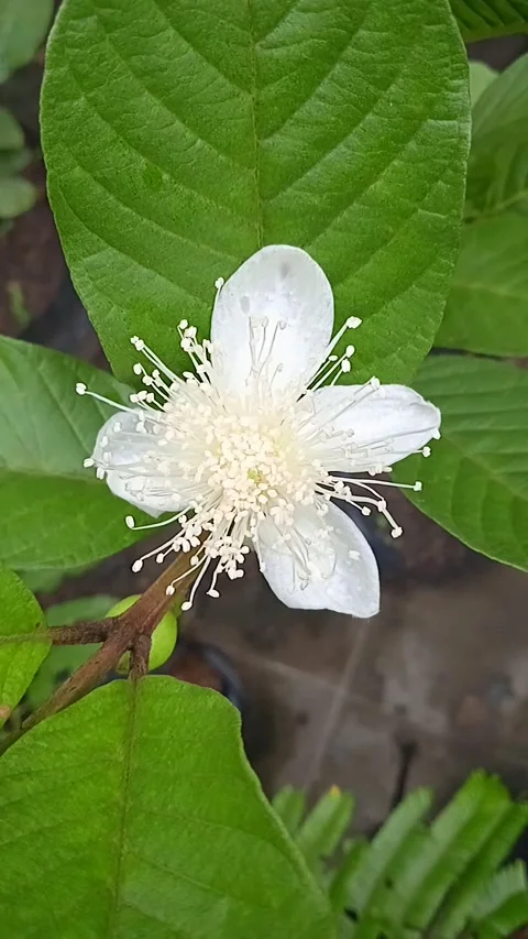 Flower Video stock 236695953