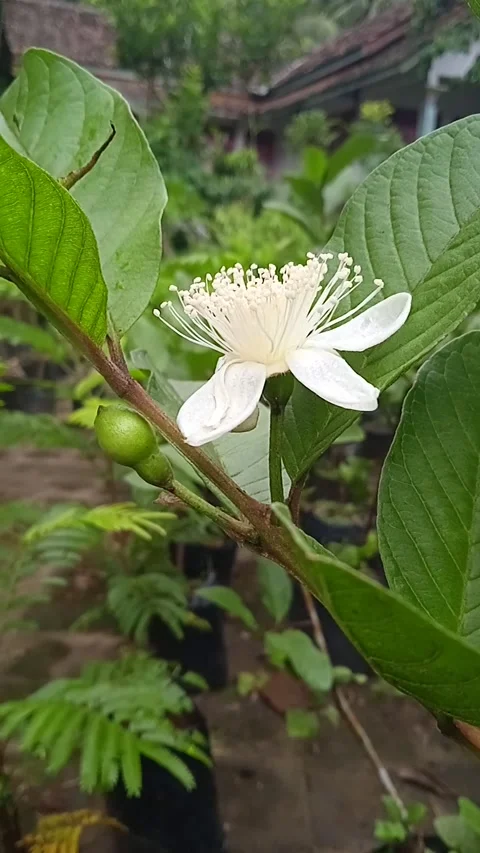 Flower Video stock 236695955