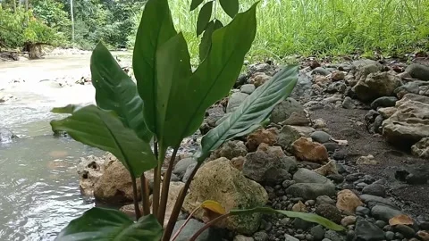 Flower Stock Footage 236815220