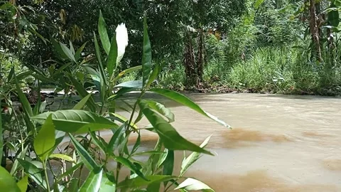 Flower Stock Footage 236816335