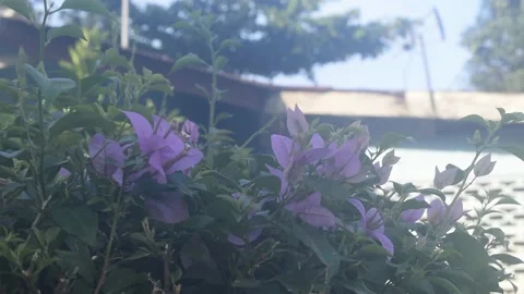 Flower Stock Footage 237288349