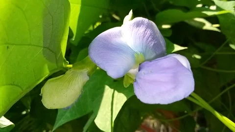 Flower Video stock 242223994